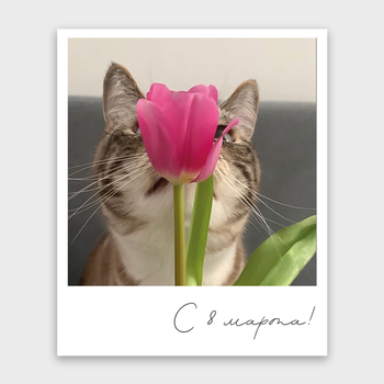 Открытка С 8 марта! (кот и тюльпан, формат мини)