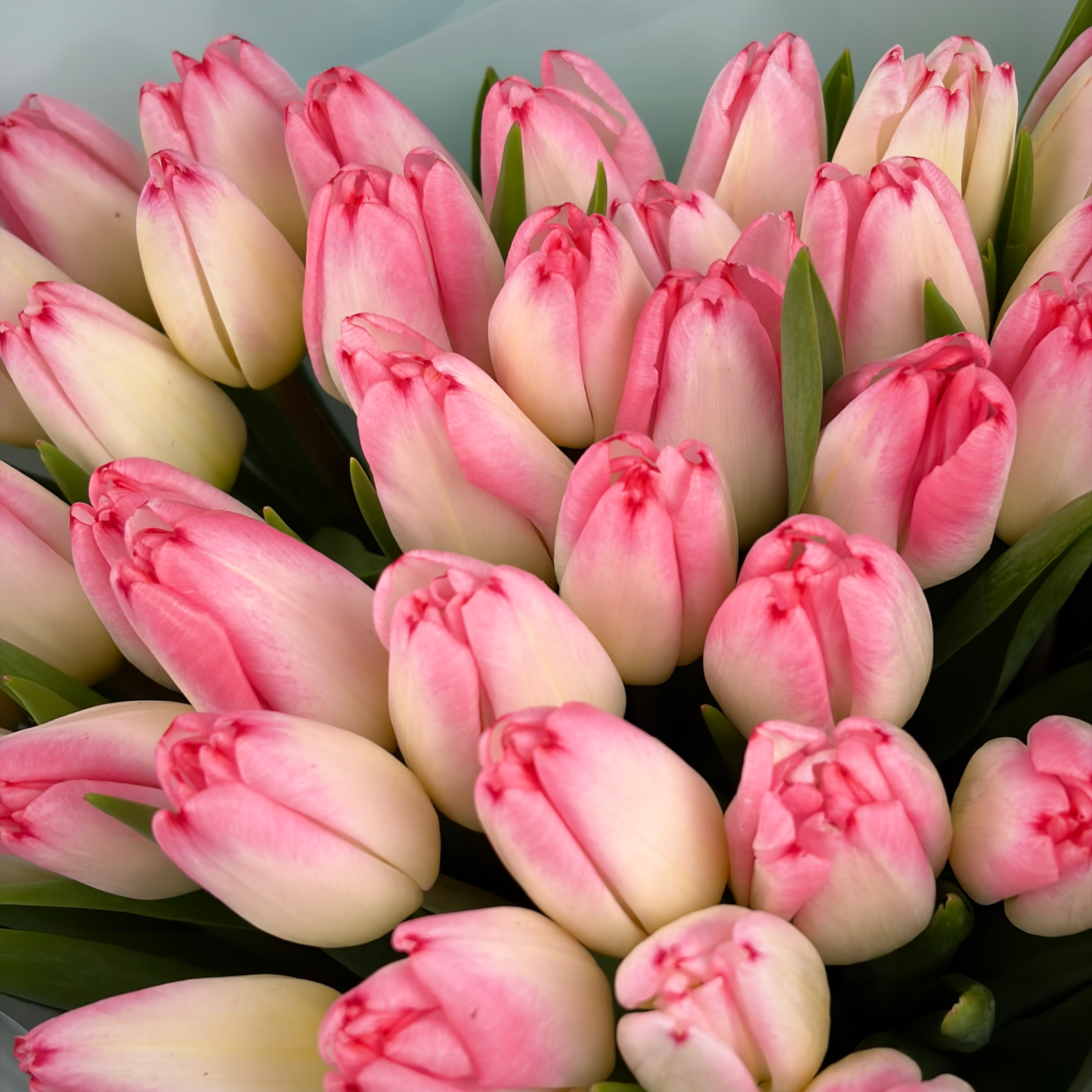 Букет из 51 розовых тюльпанов