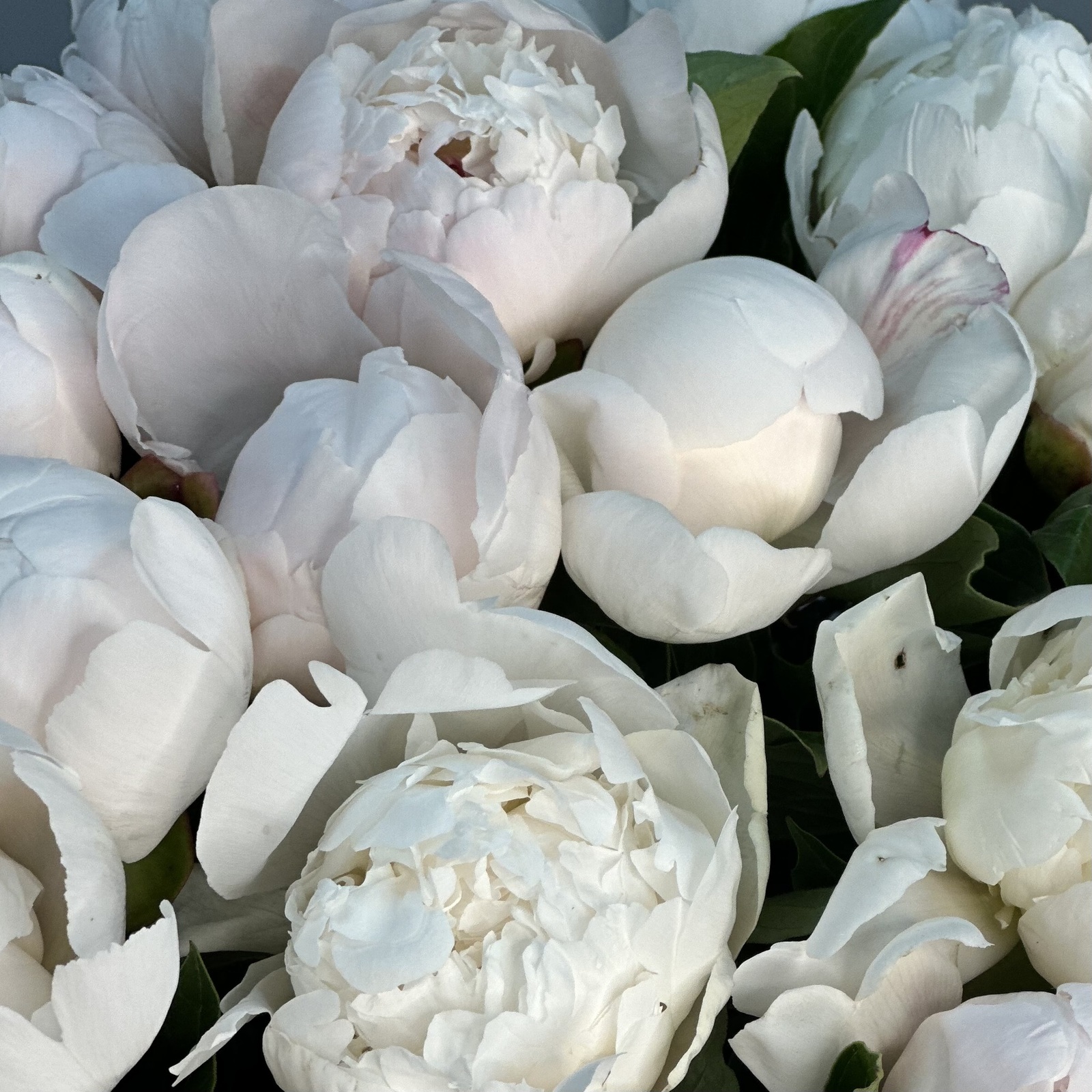 Букет из 25 бело-розовых пионов