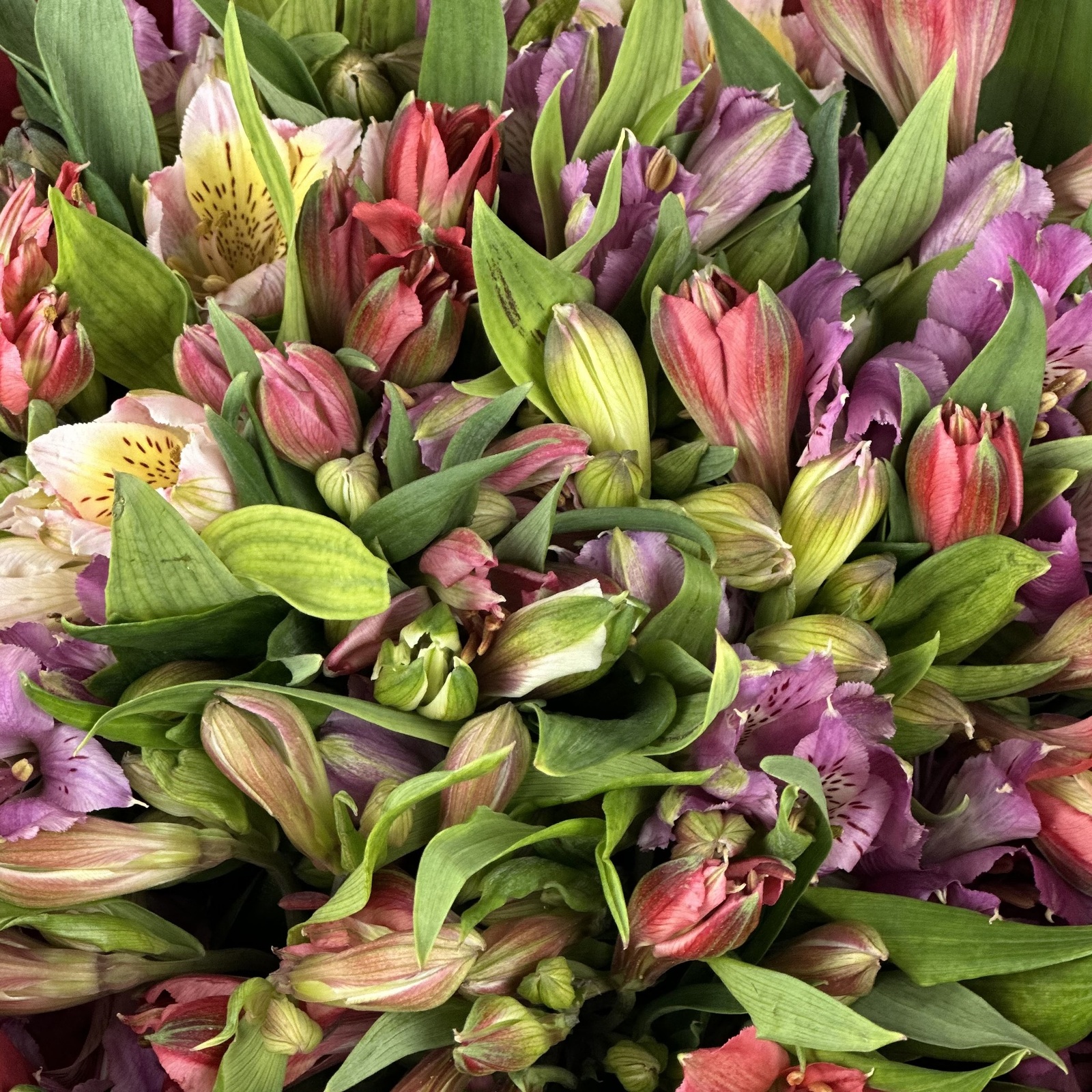 Букет из 25 альстромерий микс