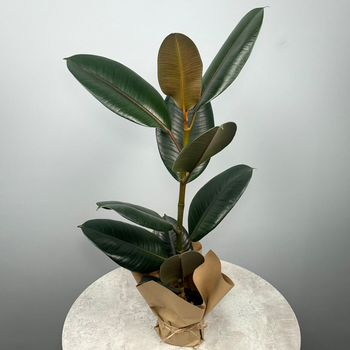 Фикус "Эластика" - декоративно-лиственное растение 