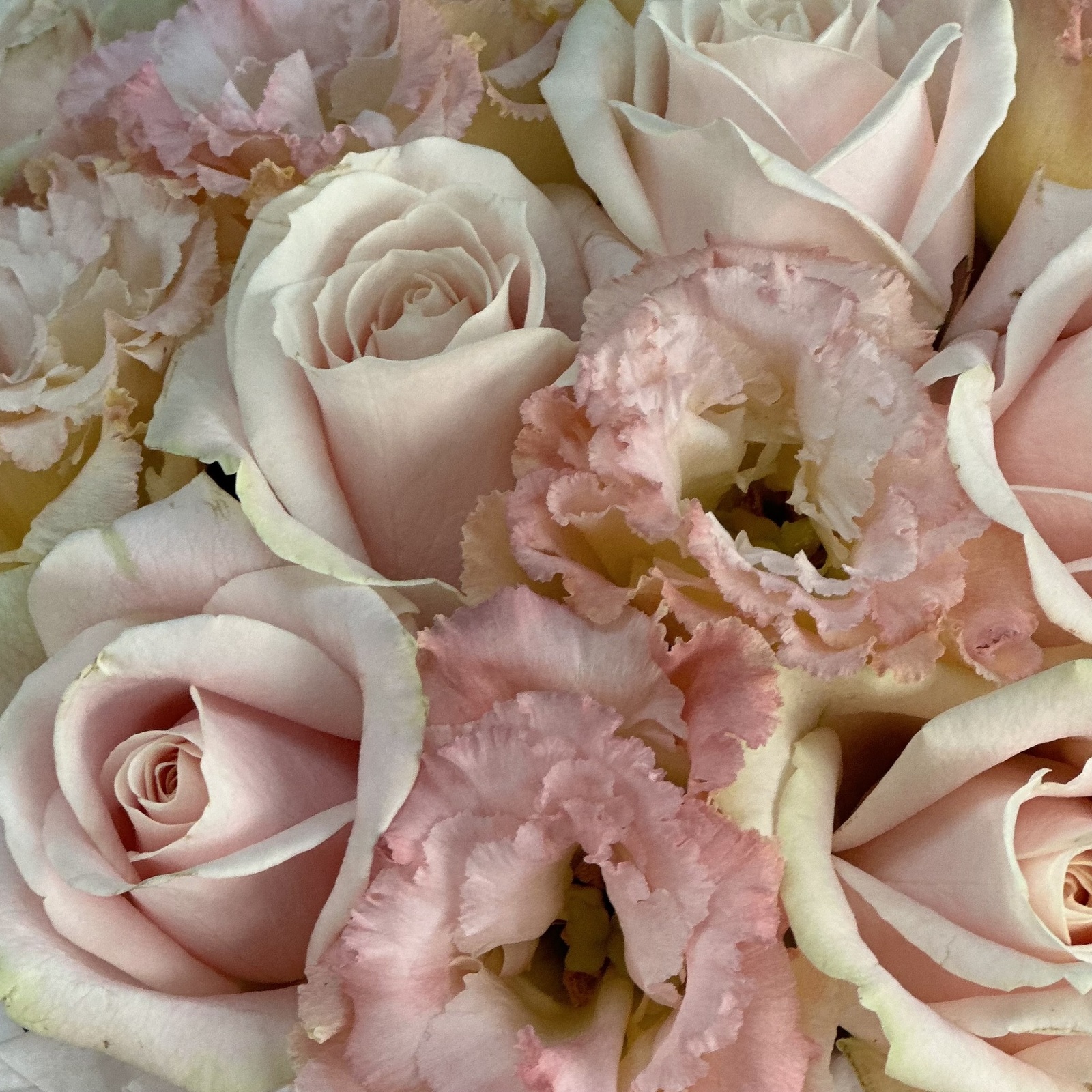 Цветы в коробке Зефир