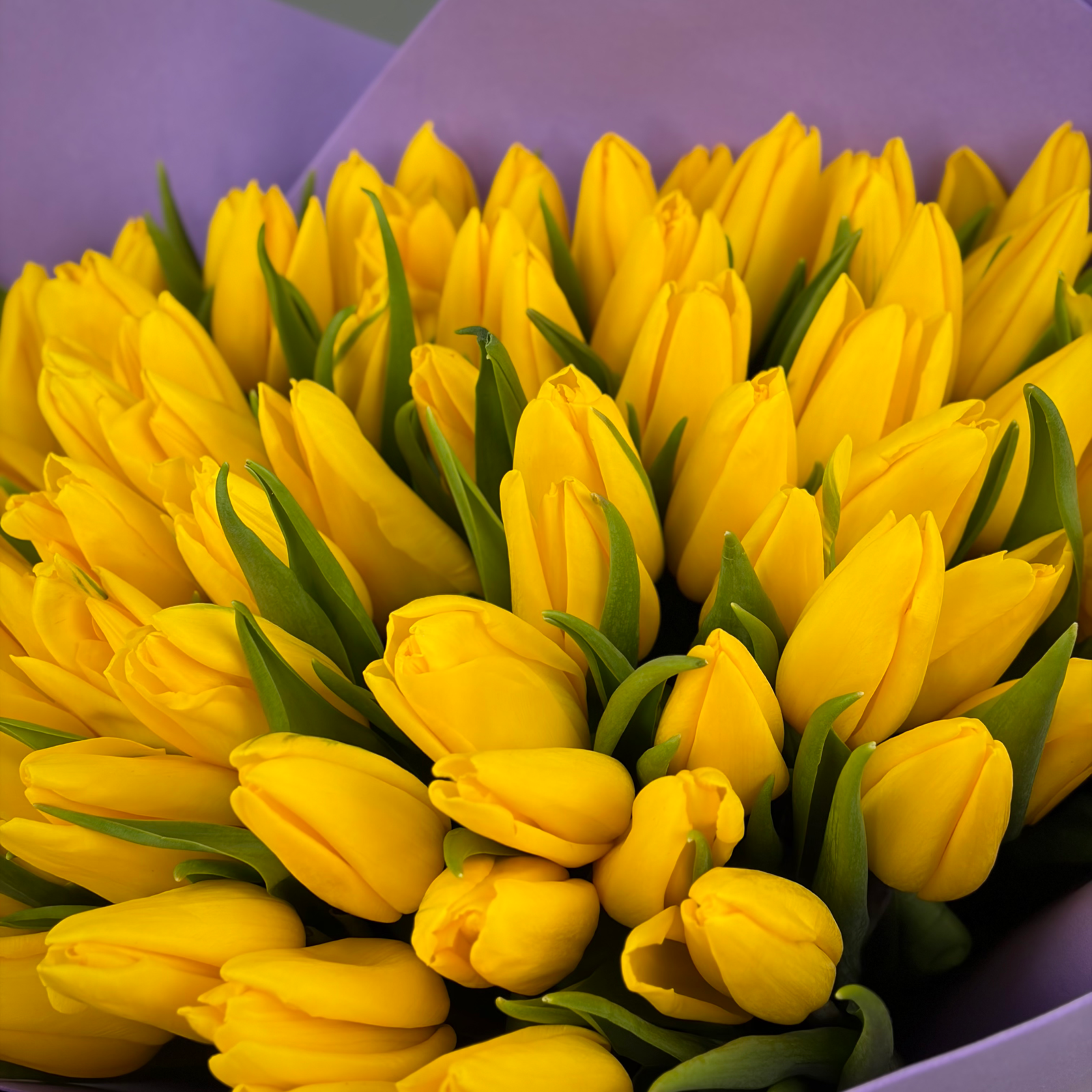 Букет из 51 желтых тюльпанов