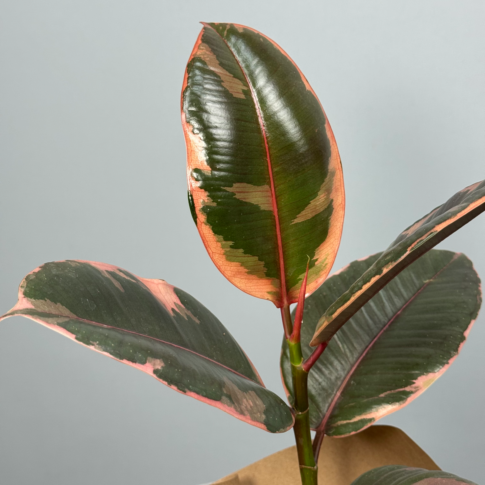 Фикус "Тинеке" - декоративно-лиственное растение 