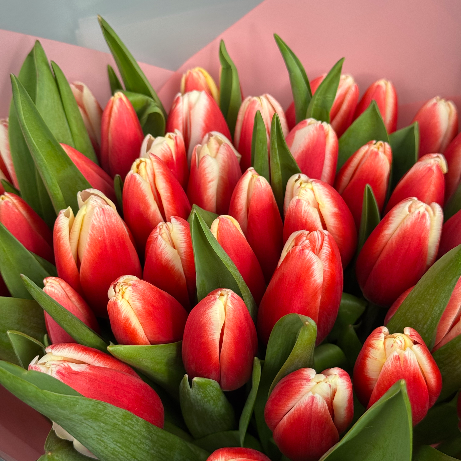 Букет из 41 красных тюльпанов