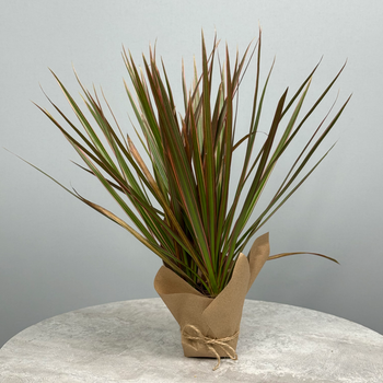 Драцена 10 см - декоративно-лиственное растение 