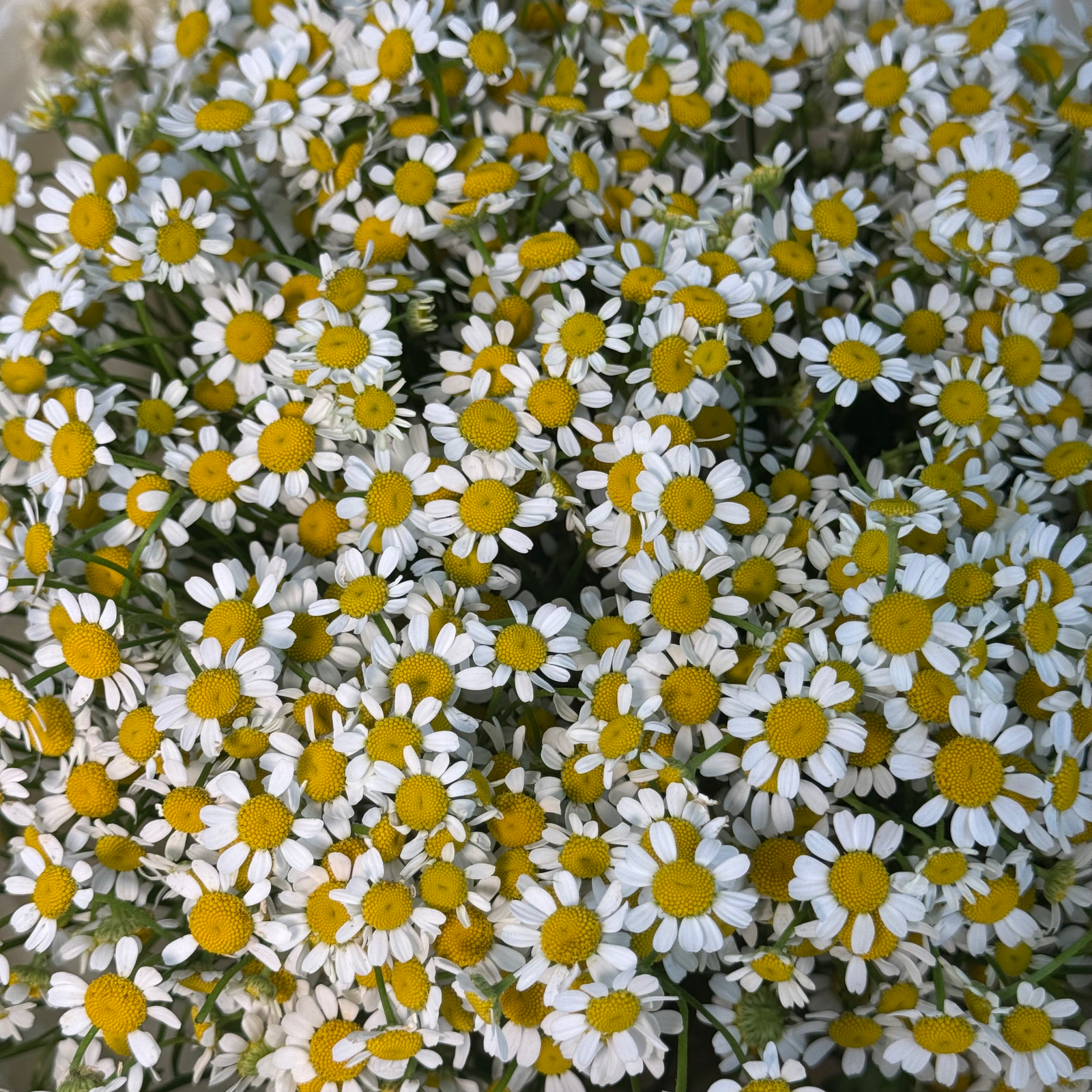 Букет из 19 ромашки