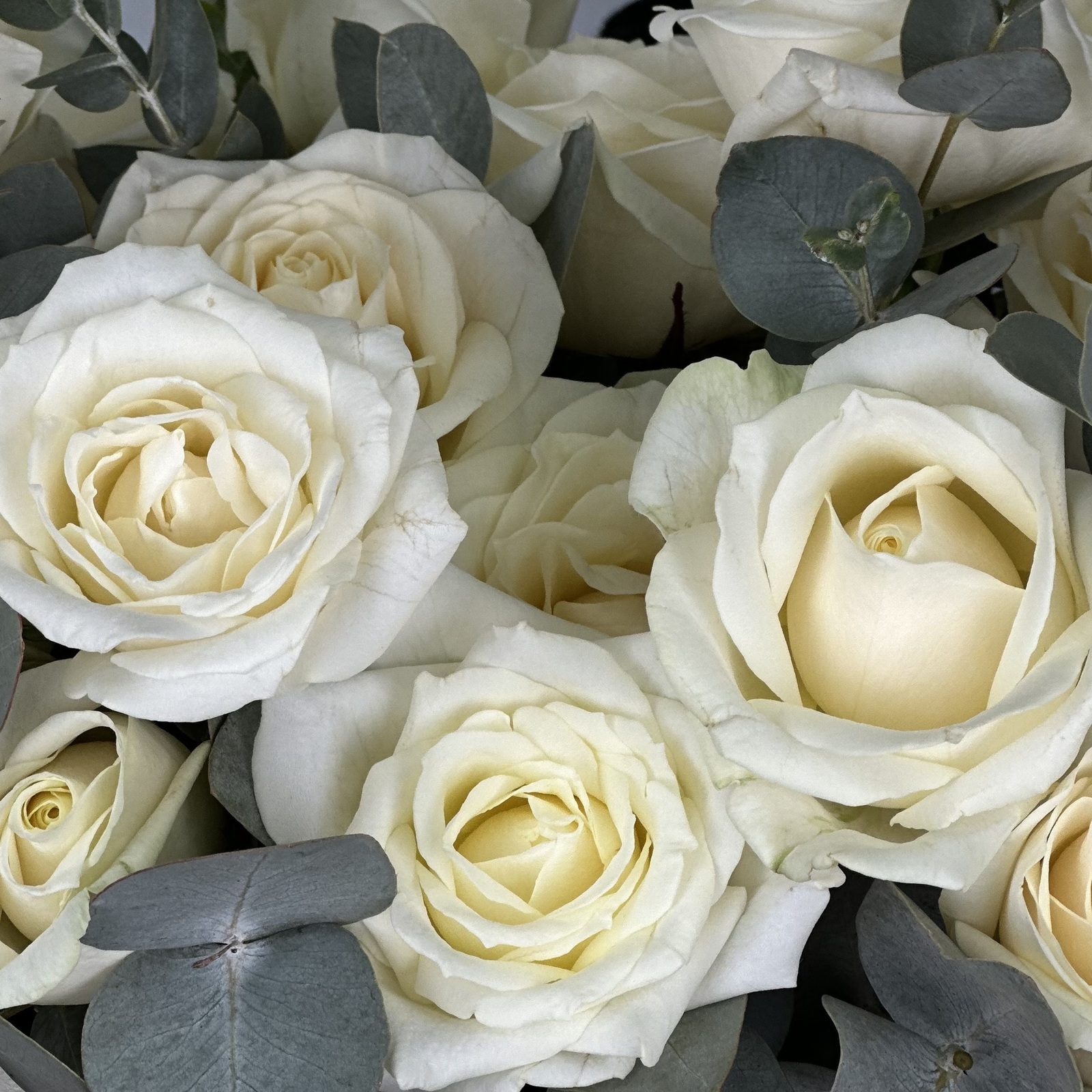 Цветы в ящике Филадельфия