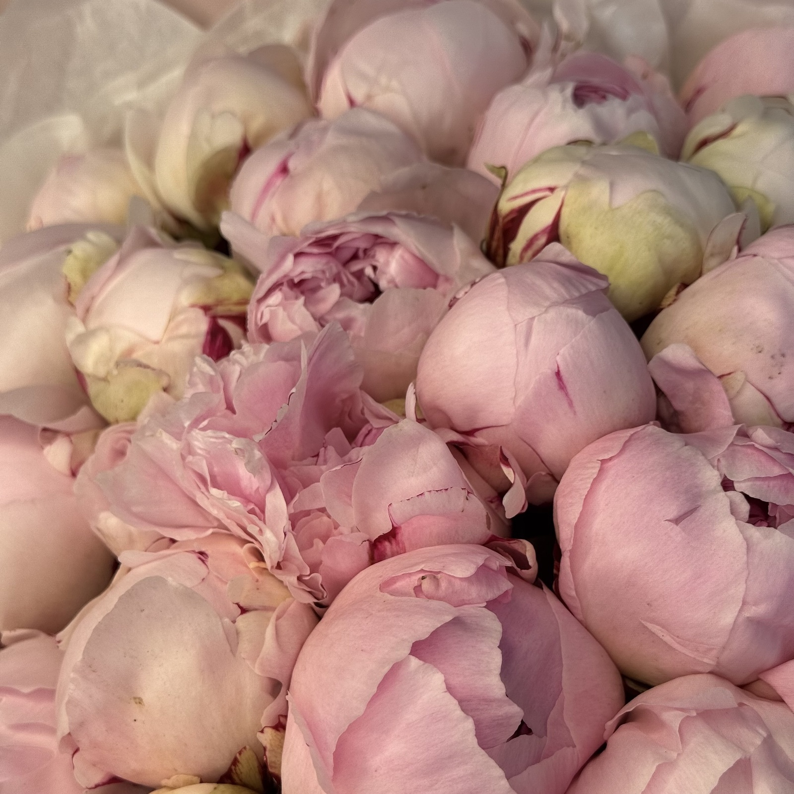 Букет из 31 пионов Сара