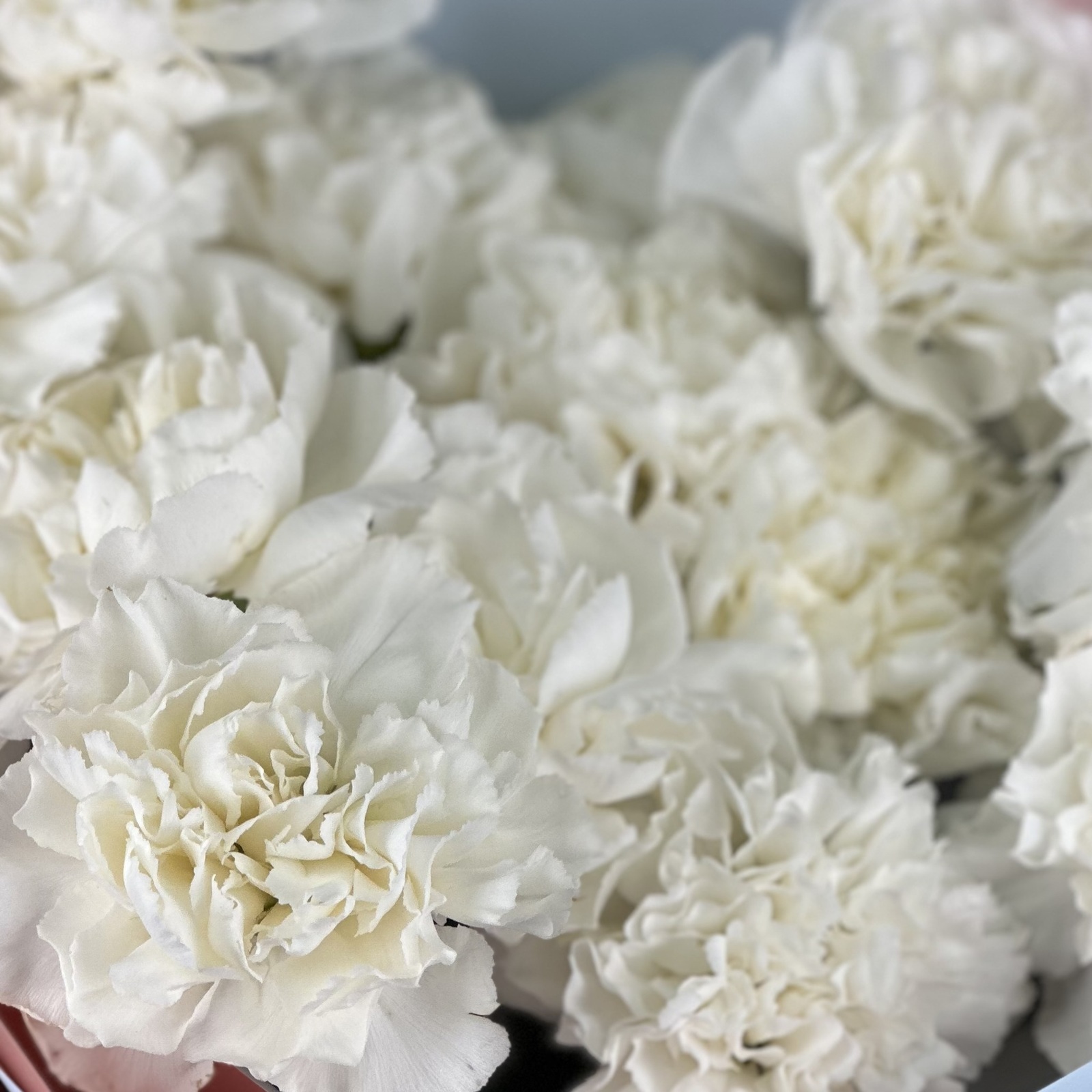 Букет из 15 белых гвоздик