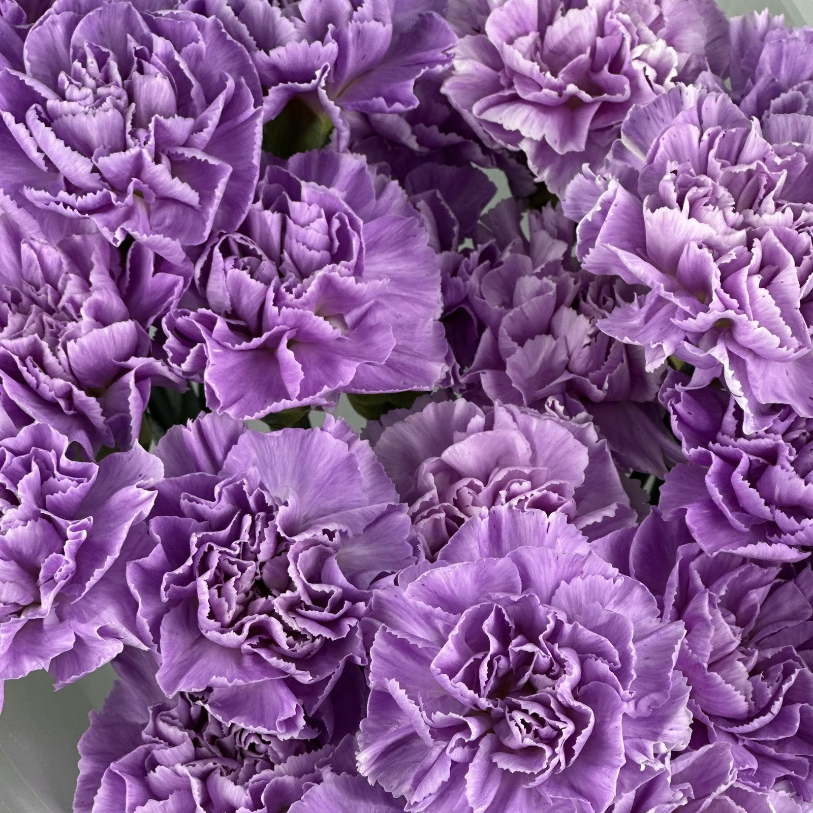 Букет из 25 сиреневых гвоздик