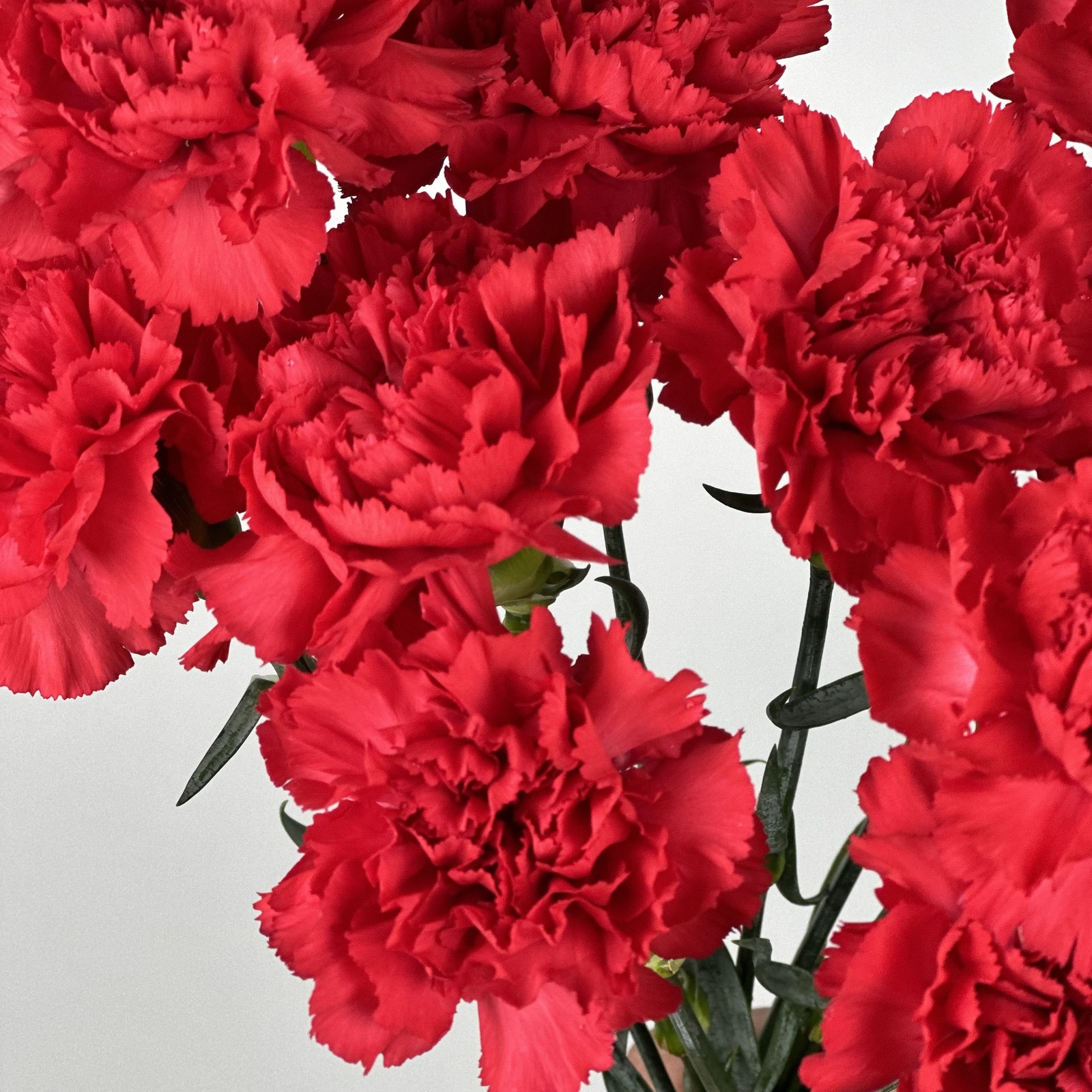 Букет из 11 красных гвоздик