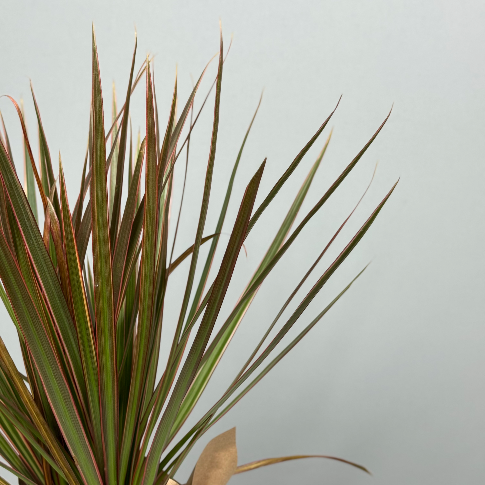 Драцена 10 см - декоративно-лиственное растение 