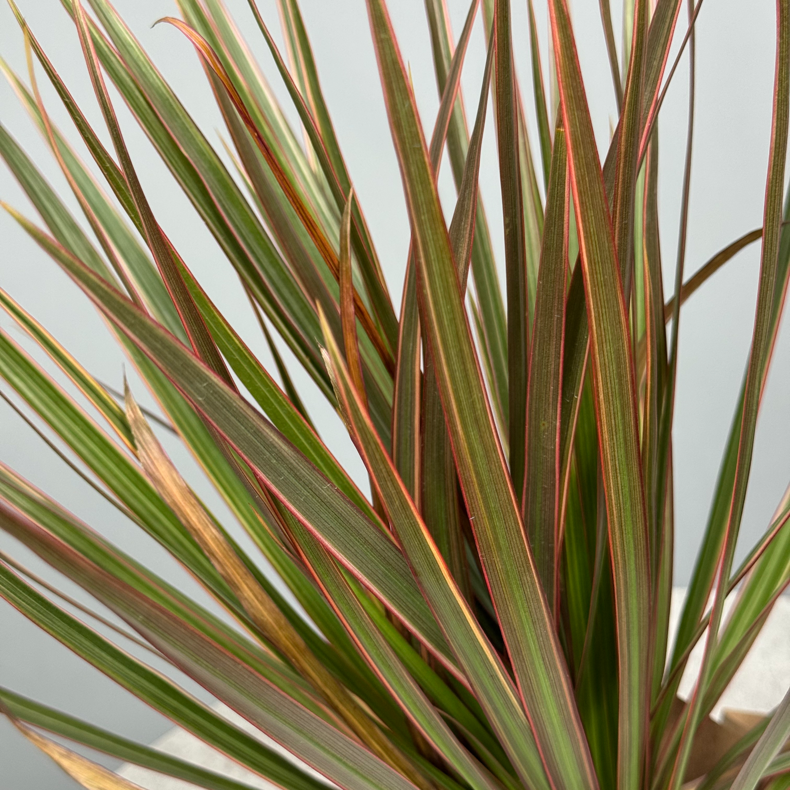 Драцена 10 см - декоративно-лиственное растение 