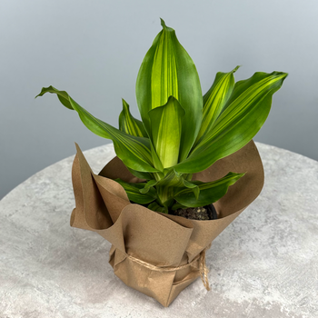 Сансевиерия 10 см - декоративно-лиственное растение 