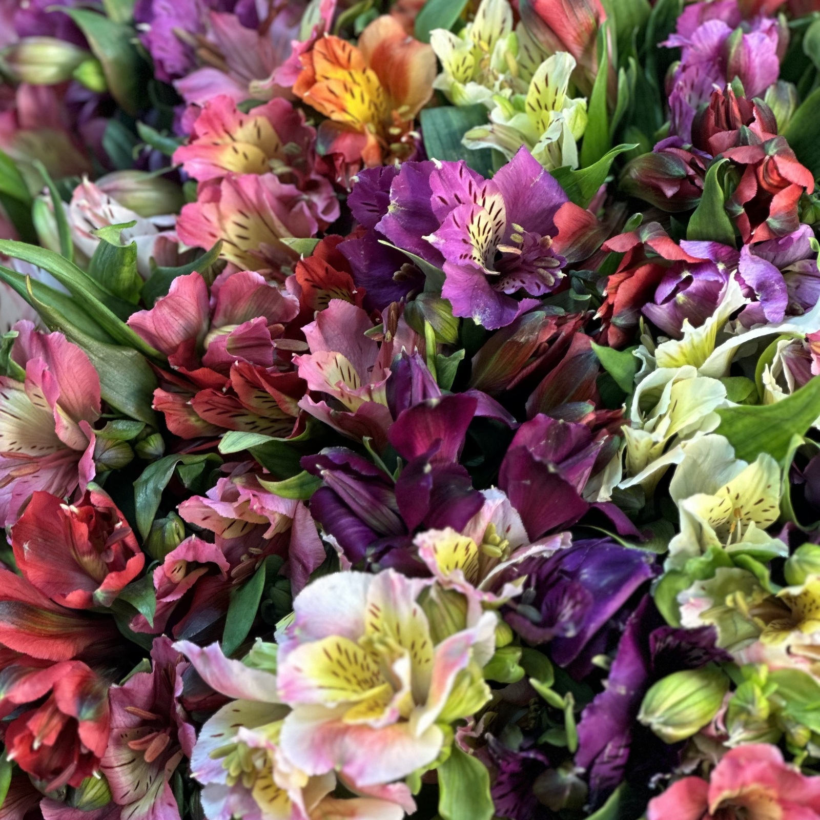 Букет из 51 альстромерий микс