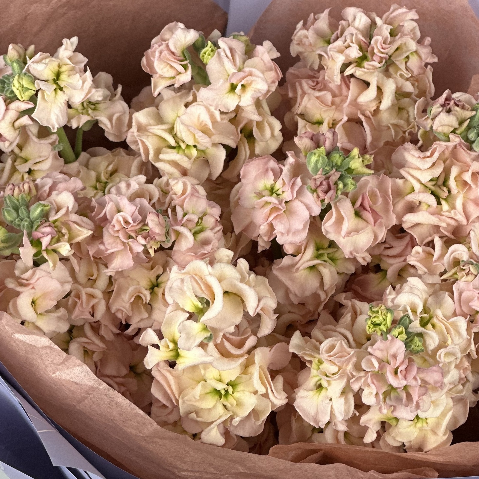 Букет из 11 персиковых маттиол