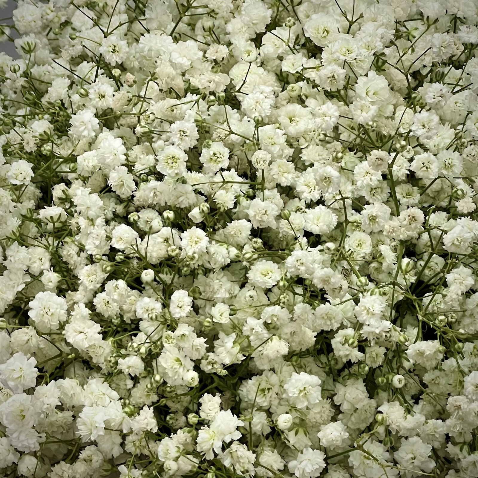 Белая гипсофила в шляпной коробке S