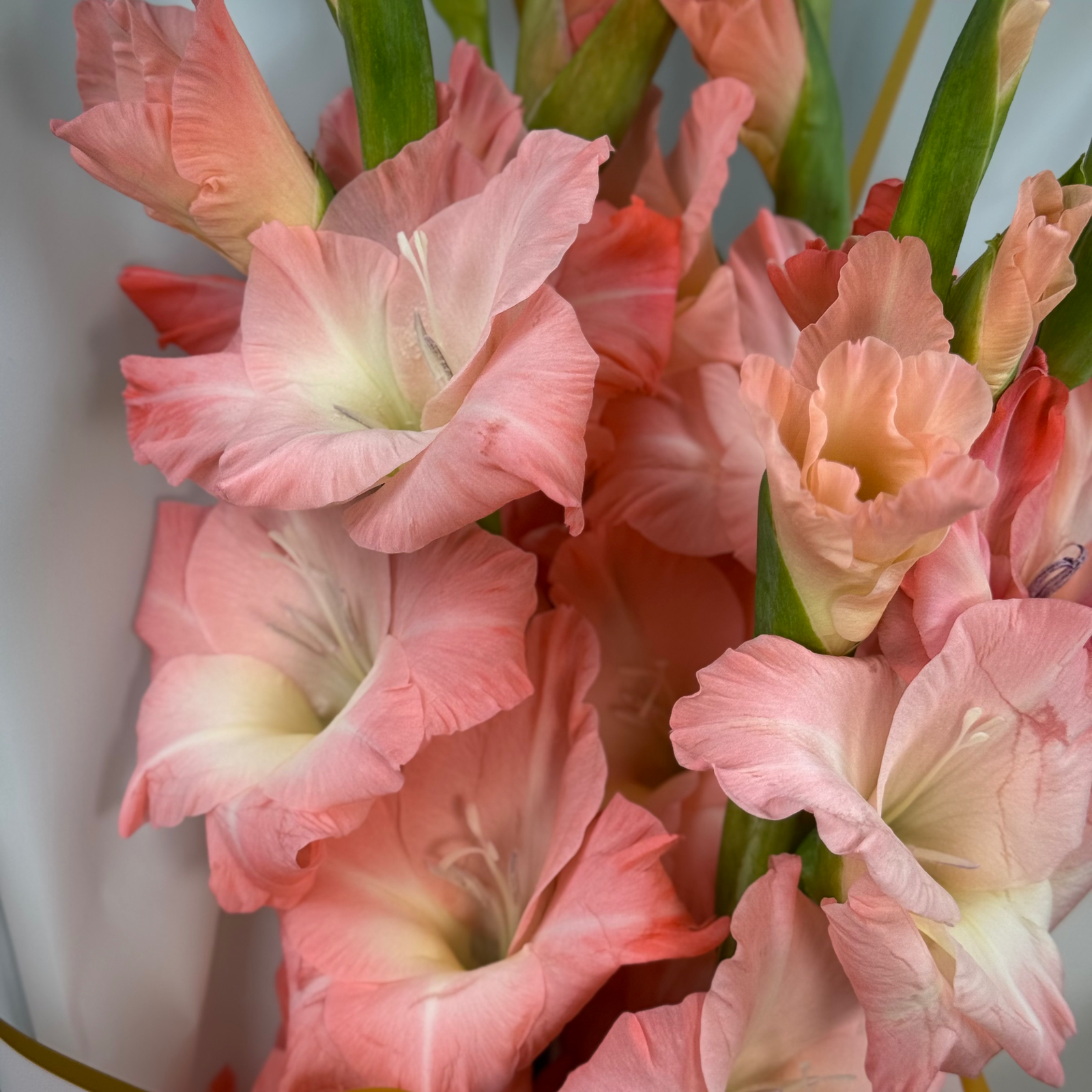 Букет из 5 розовых гладиолусов