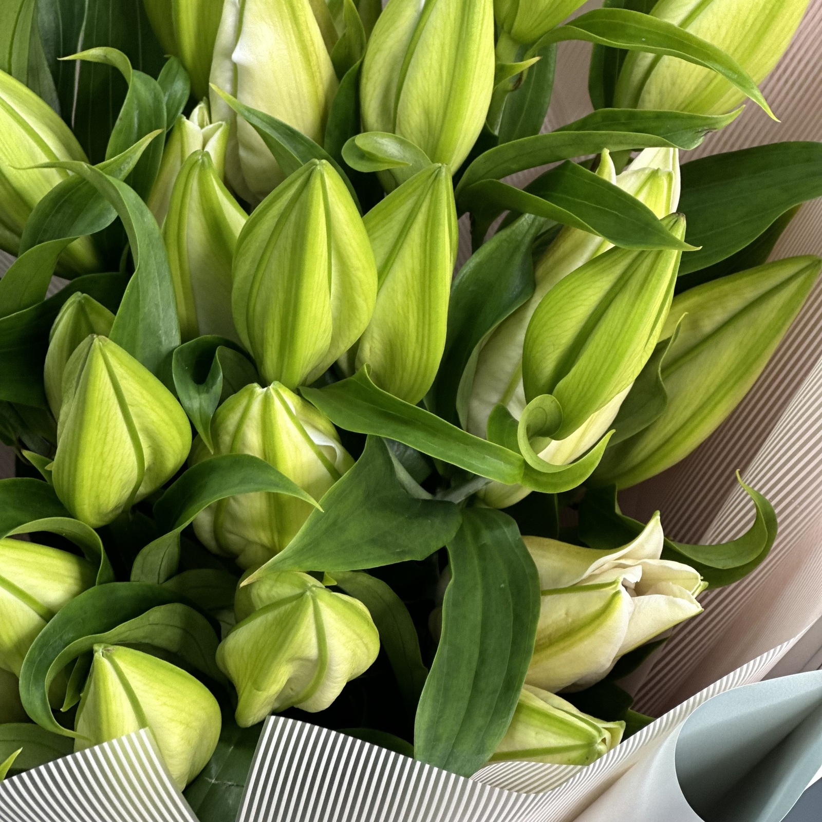 Букет из 7 белых лилий