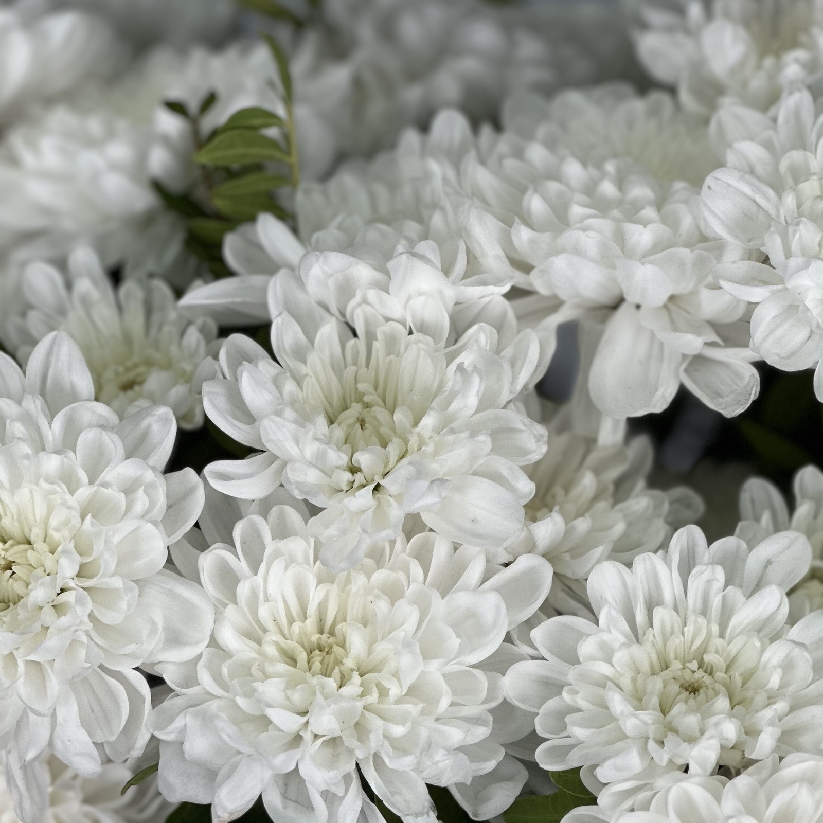 Цветы в ящике Луиза