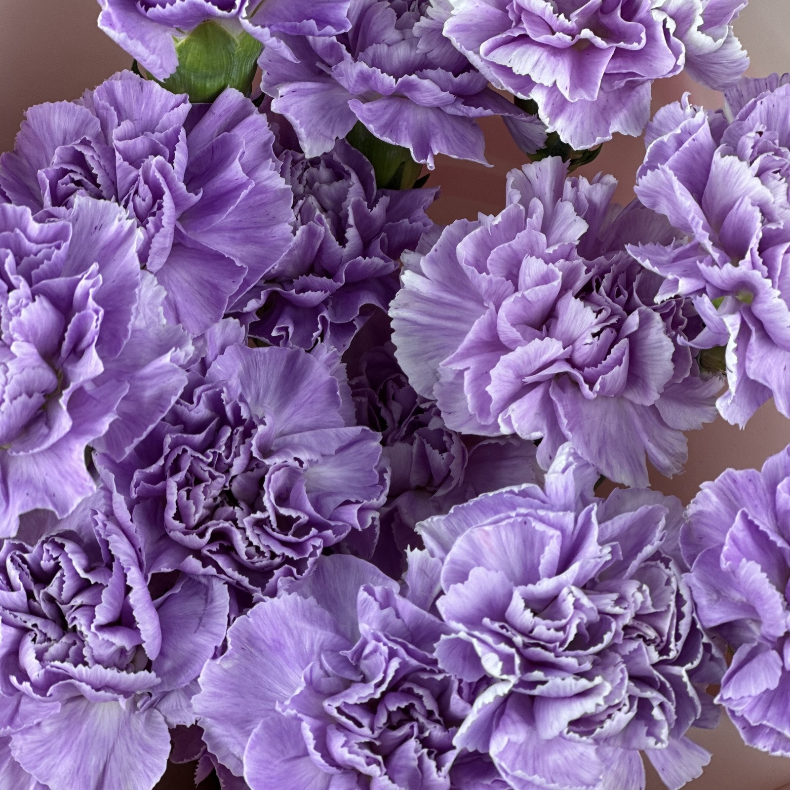 Букет из 15 сиреневых гвоздик