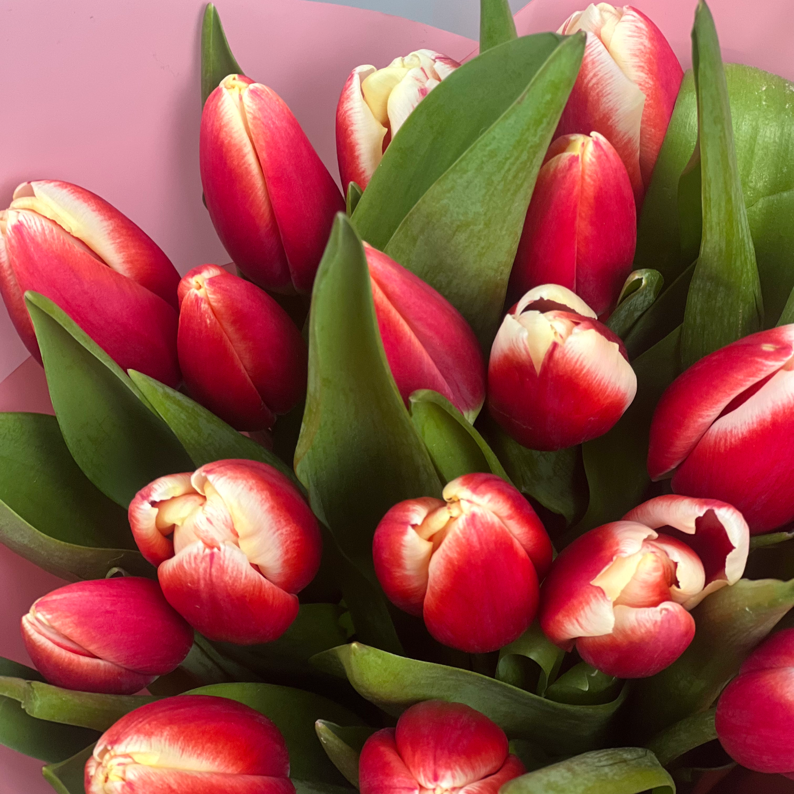 Букет из 21 красных тюльпанов