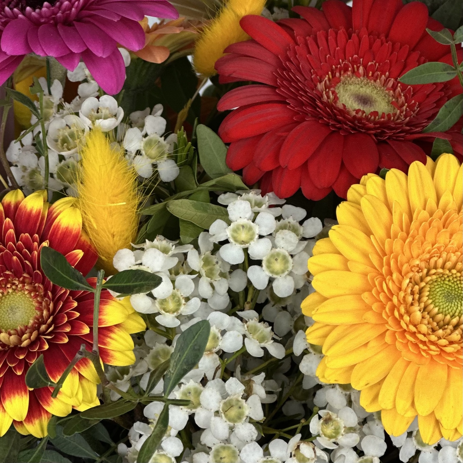 Цветы в ящике Моника